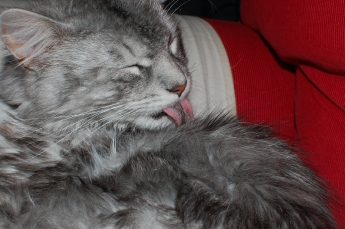 Rambo måste också tvätta sig!