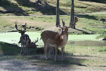 En tur i kolmårdens safaripark!
