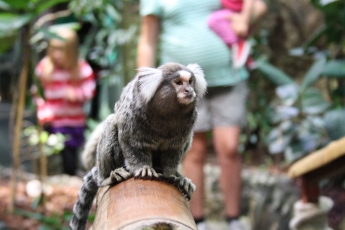 Inne i terrariet sprang aporna runt fritt.